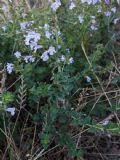 Clinopodium nepeta